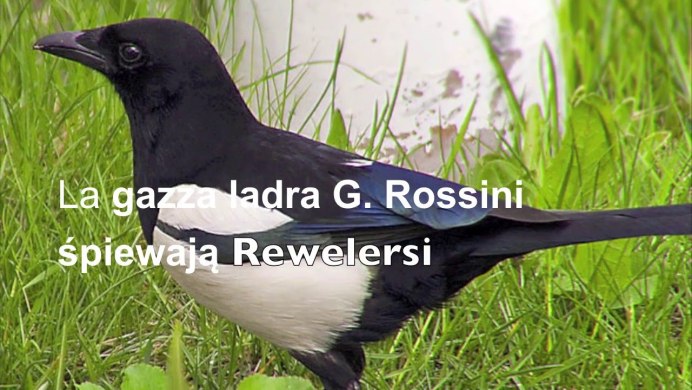 Белая трясогузка желтая трясогузка