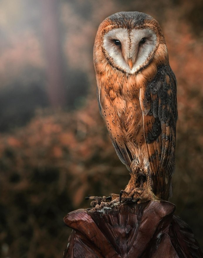 Eastern Screech Owl