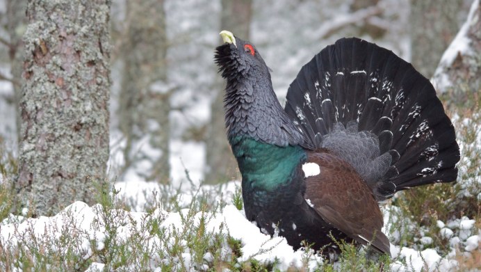 Тетерев косарь