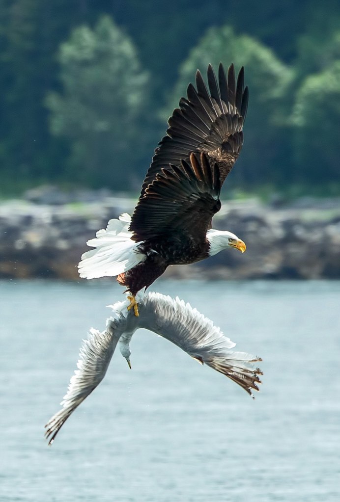 Куропатки рябчики тетерева
