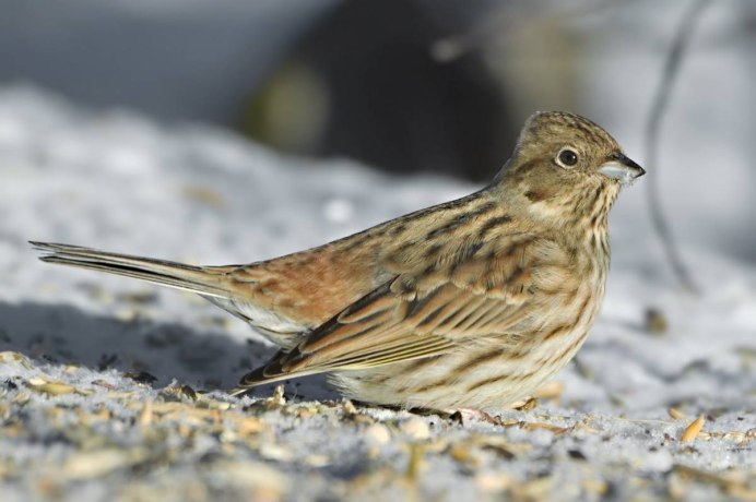 Ланнер птица