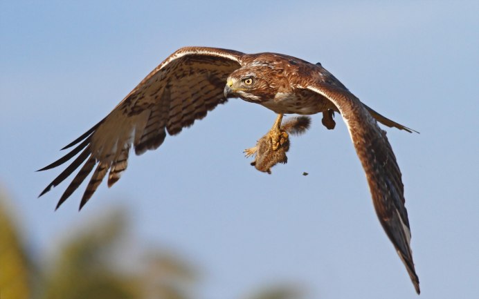 Соколообразные птицы