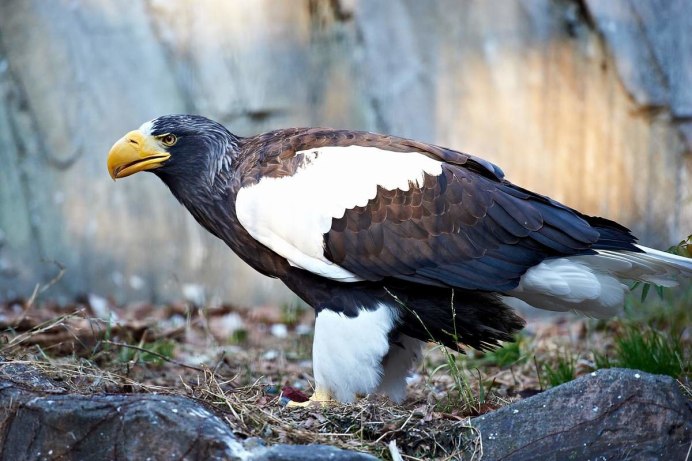 Хохлатый Орлан