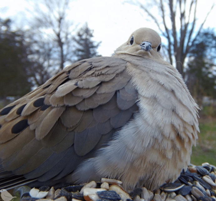 Овсянка обыкновенная - Emberiza citrinella (l., 1758
