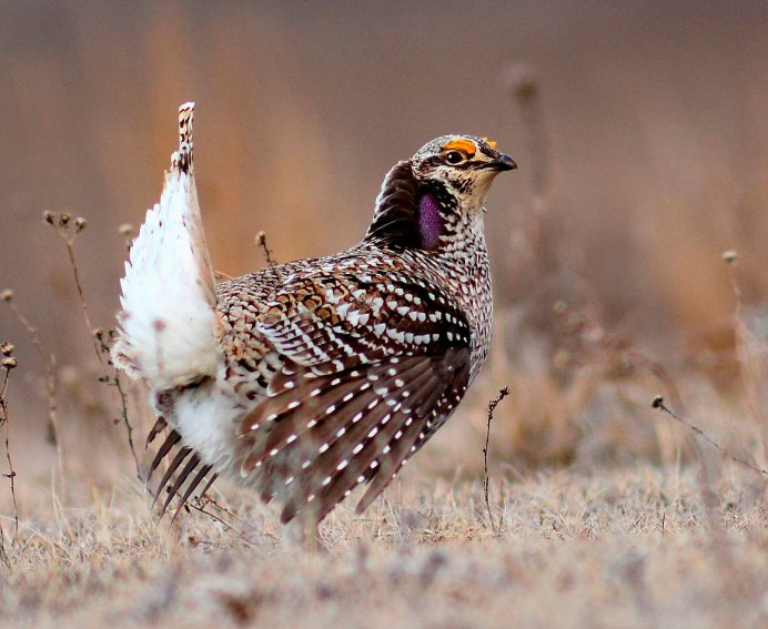 Орел Беркут клюв