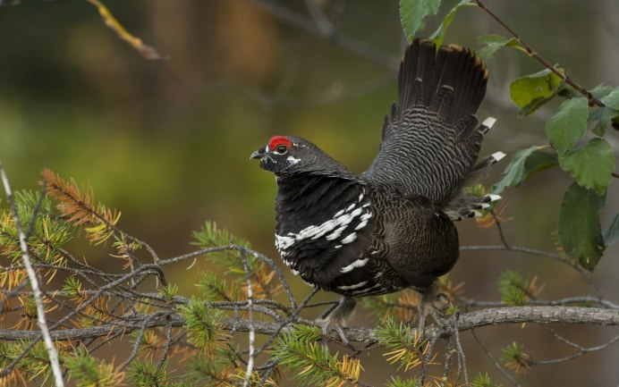 Каменный Глухарь (Tetrao parvirostris)