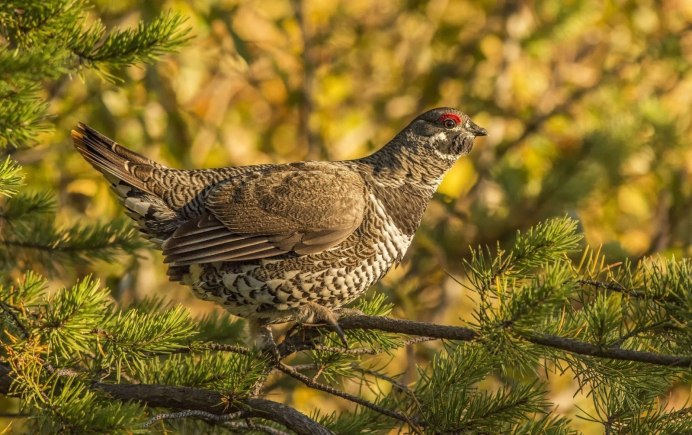 Тетеревятник (Accipiter gentilis)