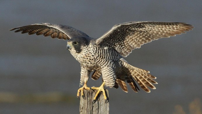 Степной Орел охотится