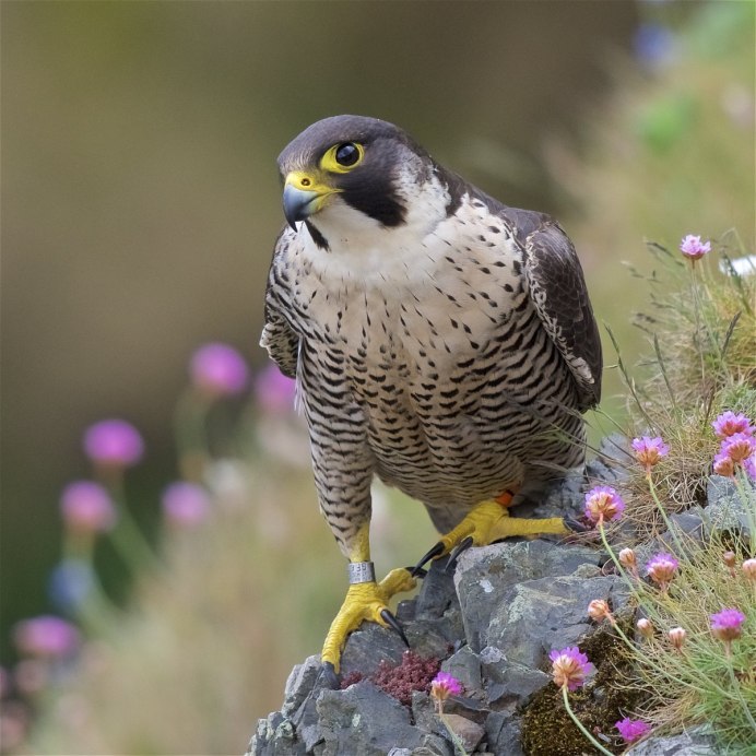 Ястреб в Удмуртии