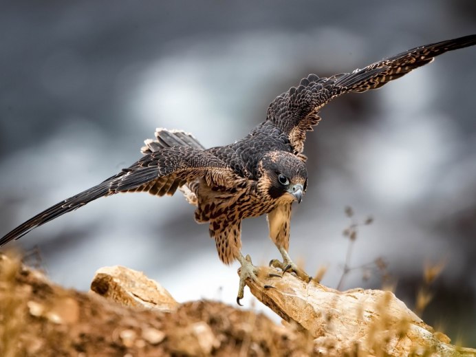 Дикуша – смиренный рябчик