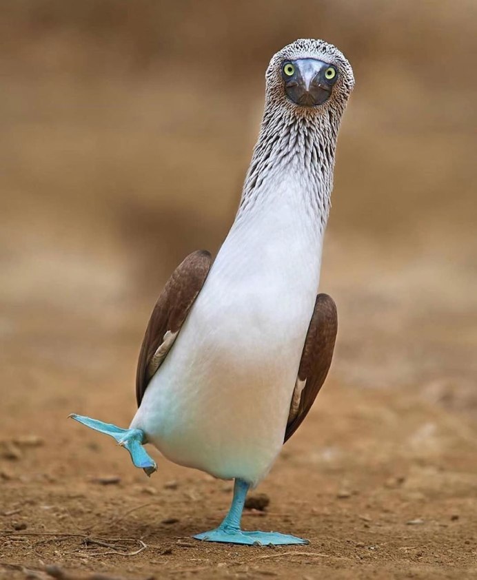 Кеклик каменная куропатка