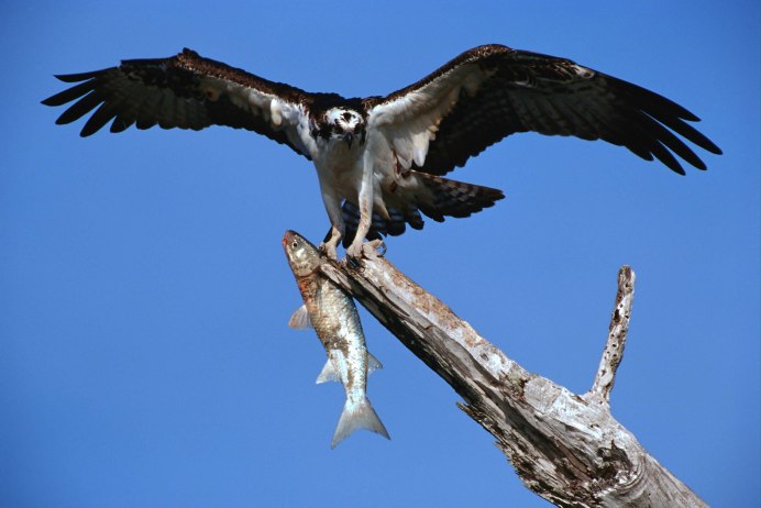 Птицы Уссурийской тайги