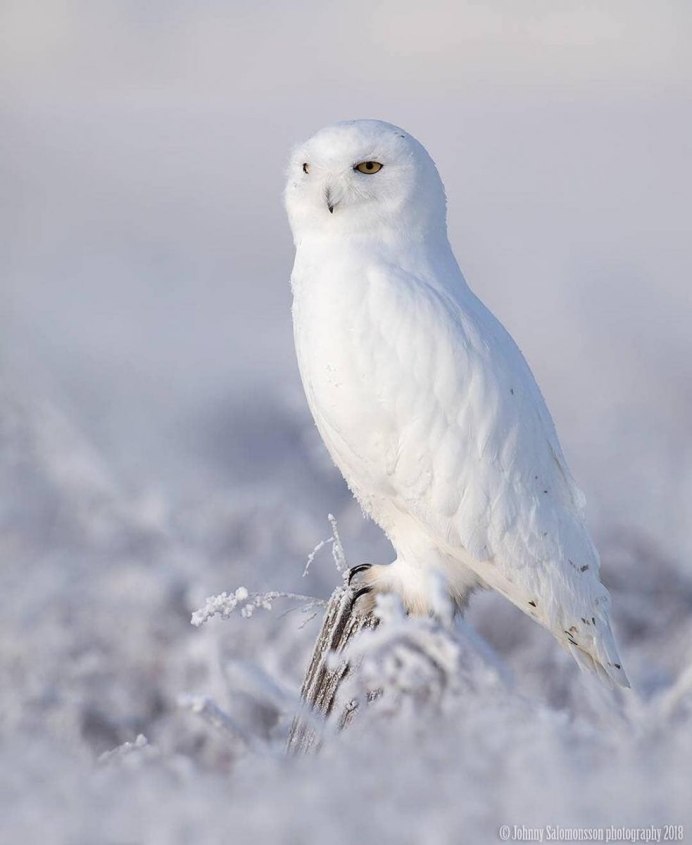 Совы Полярные