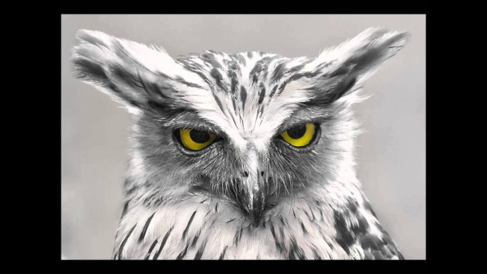 Совообразные Полярная