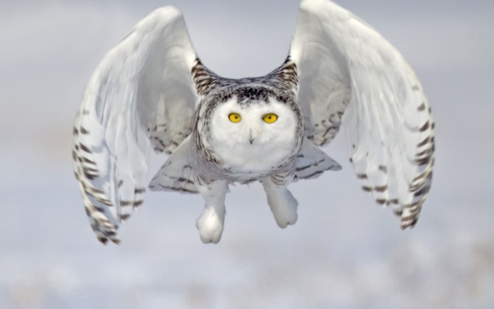 Совы Полярные