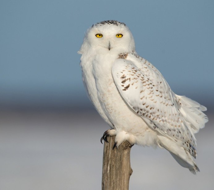 Совообразные Полярная