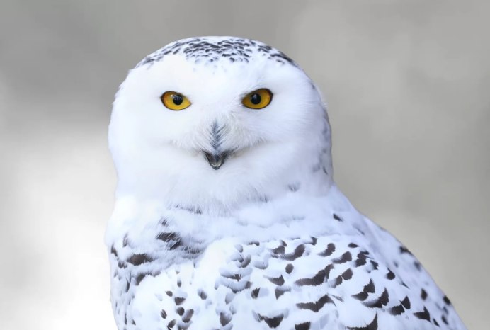 Полярная Сова Харп