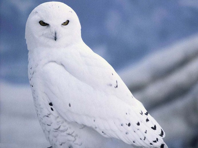 Полярная Сова в Арктике