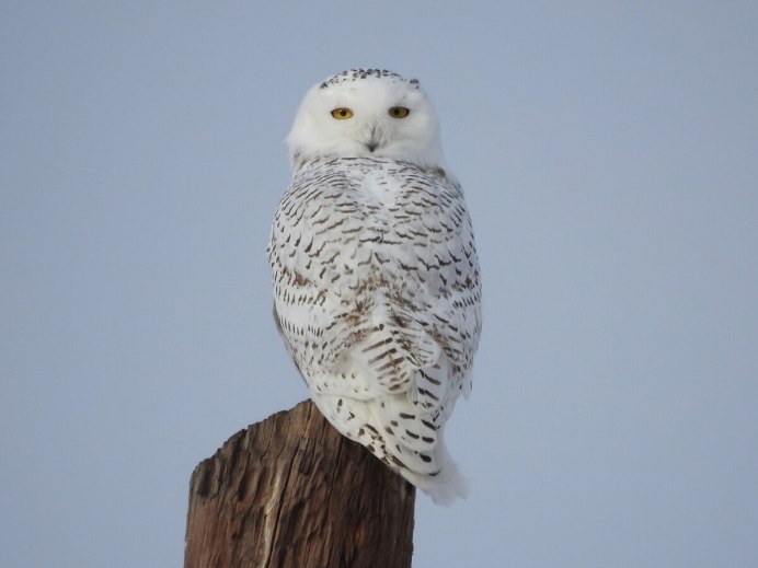 Совы Полярные
