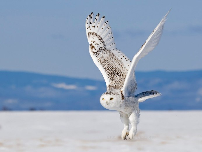 Совы Полярные