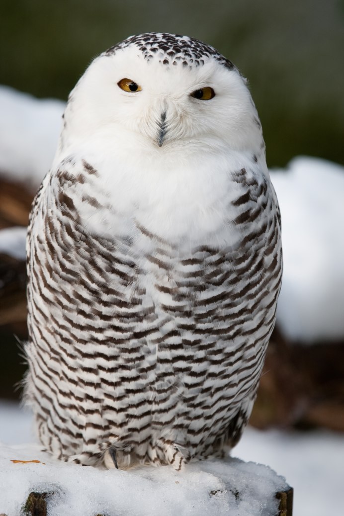 Полярная Сова размах крыльев
