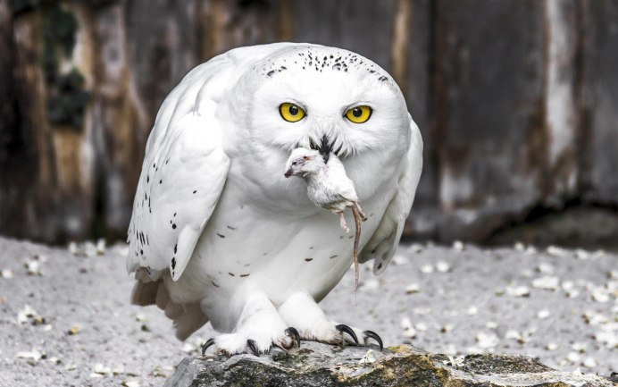 Белая Сова Полярная Сова