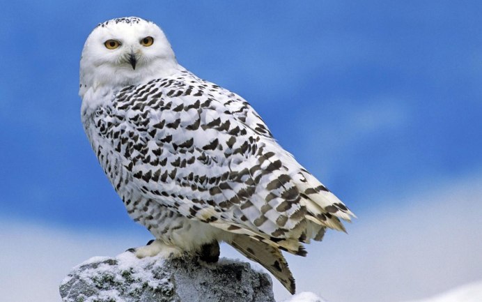 Животные тундры Полярная Сова