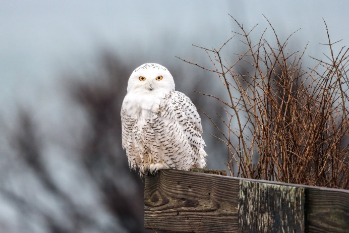 Полярная Сова птица