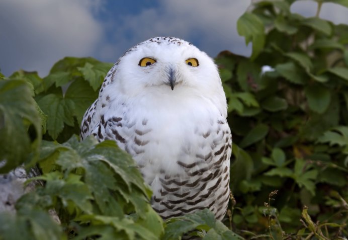 Полярная Сова в Арктике