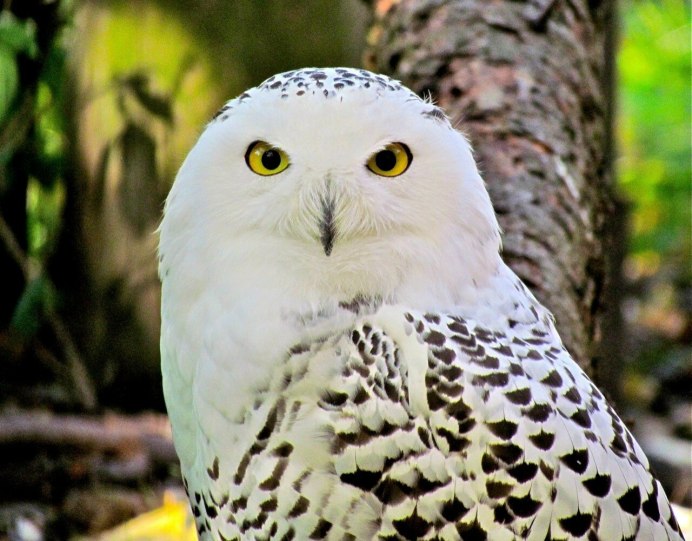 Белая Сова Полярная Сова