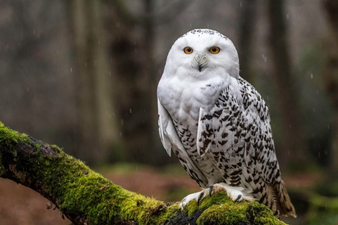 Полярная Сова летит