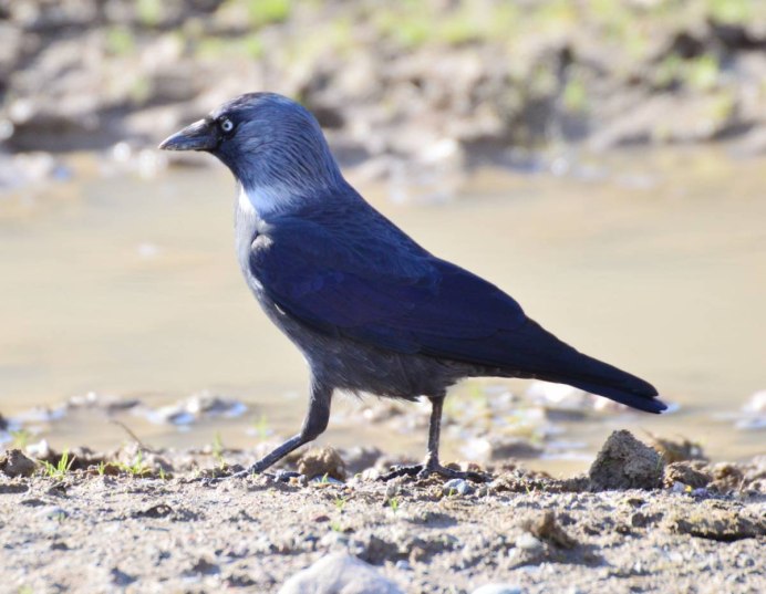 Coracias garrulus