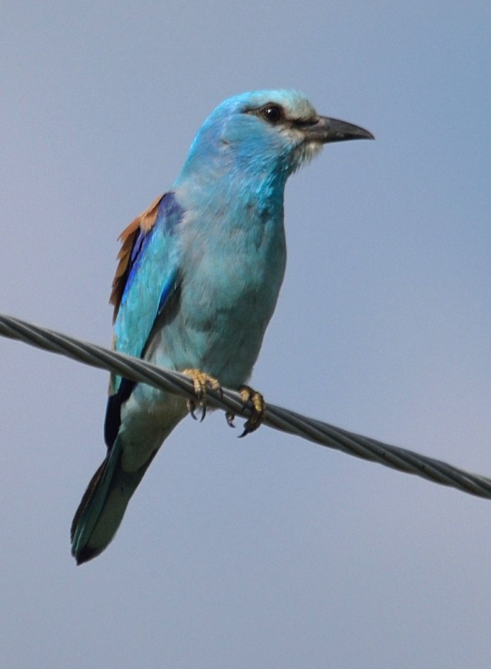 Обыкновенная сизоворонка Coracias garrulus