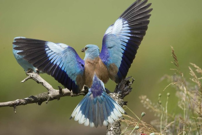 Сизоворонка Coracias garrulus ареал