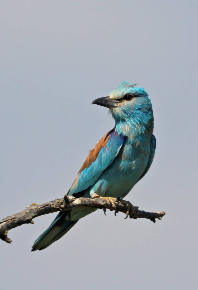 Coracias garrulus