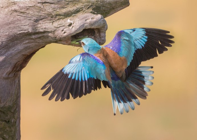 Coracias benghalensis