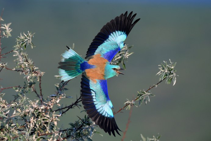 Coracias garrulus