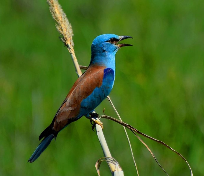 Обыкновенная сизоворонка Coracias garrulus