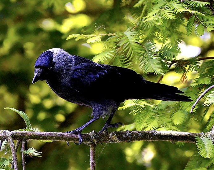 Обыкновенная сизоворонка Coracias garrulus