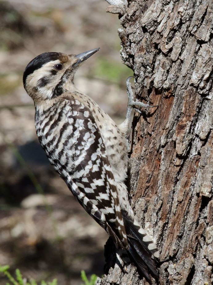 Зелёный дя́тел (Picus viridis)