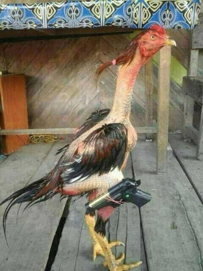 Голошейные цыплята
