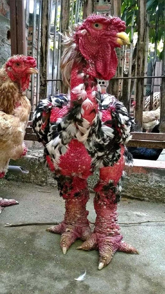Чикен Ган зомби курица