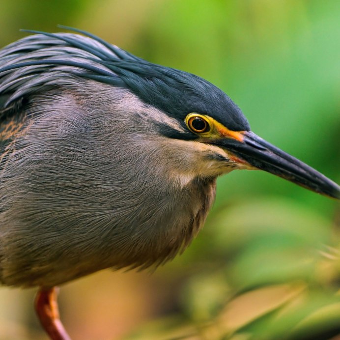 Чернозобик Calidris Alpina