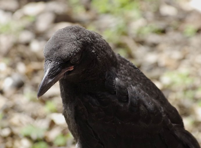 Птица с зеленым клювом