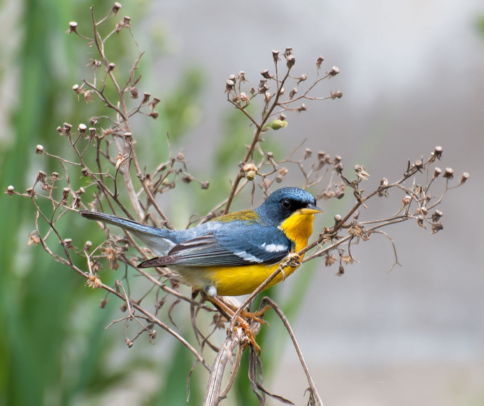 Yellow Finch