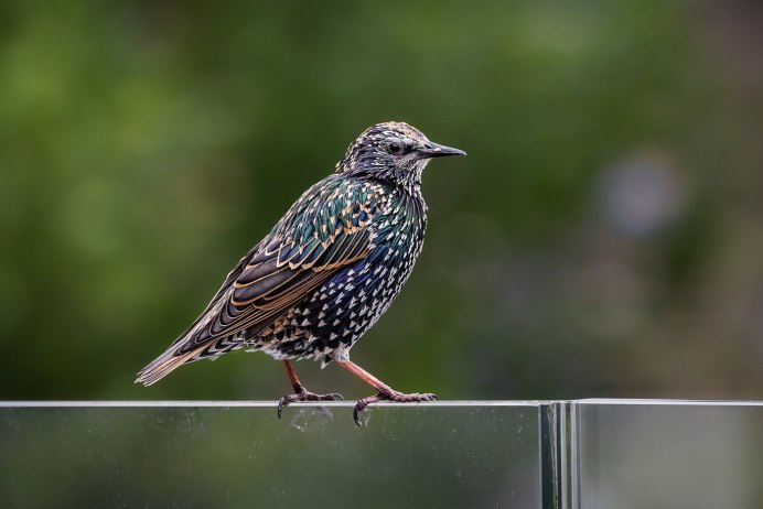 Камбоджийский скворец (Sturnus burmannicus)