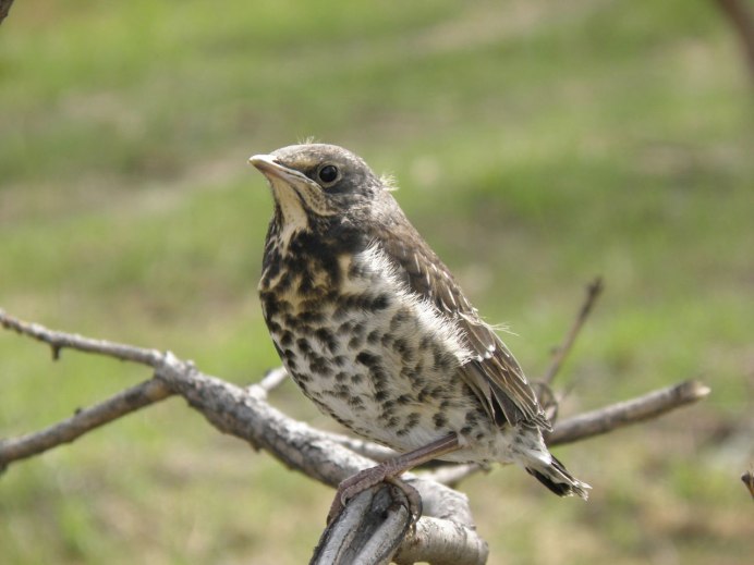 Sturnus cineraceus