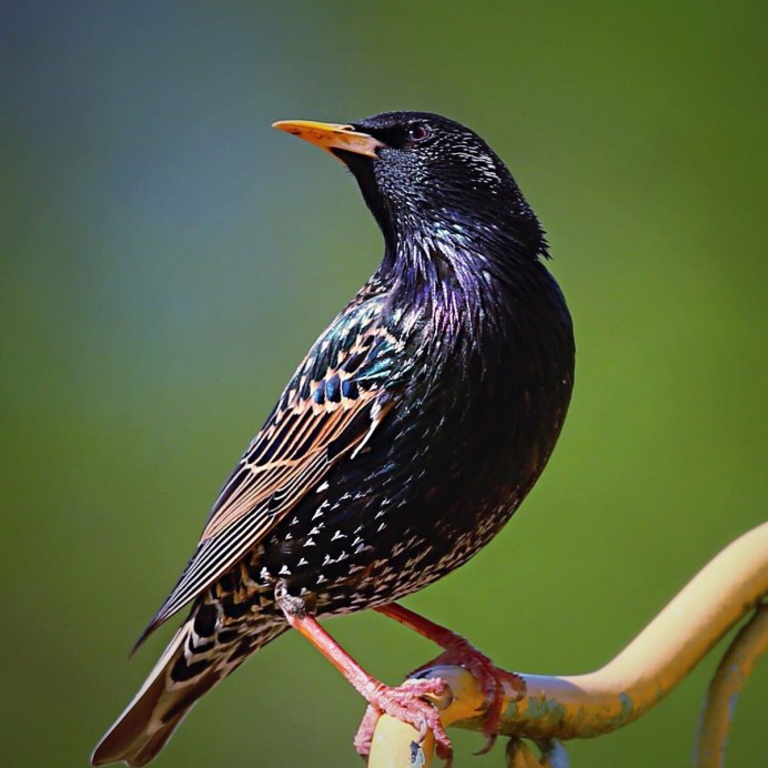 Common Starling Sturnus vulgaris
