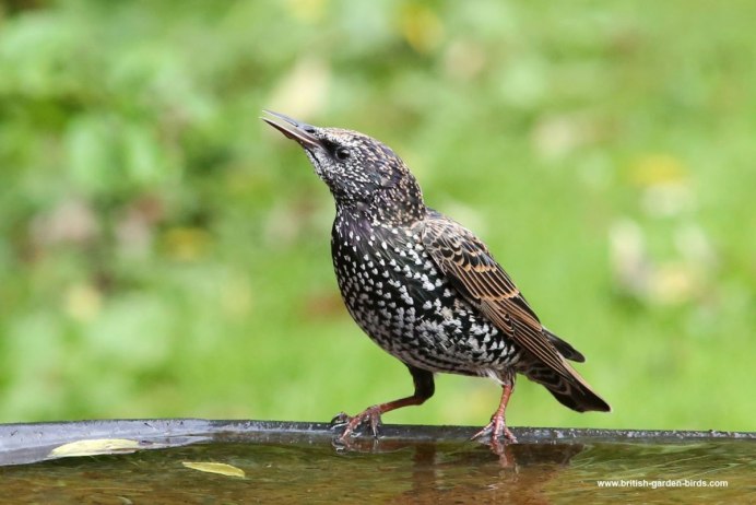 Серый Дрозд (Grey Catbird)