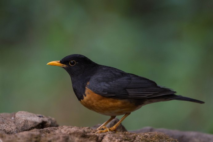 Sturnus vulgaris этимология